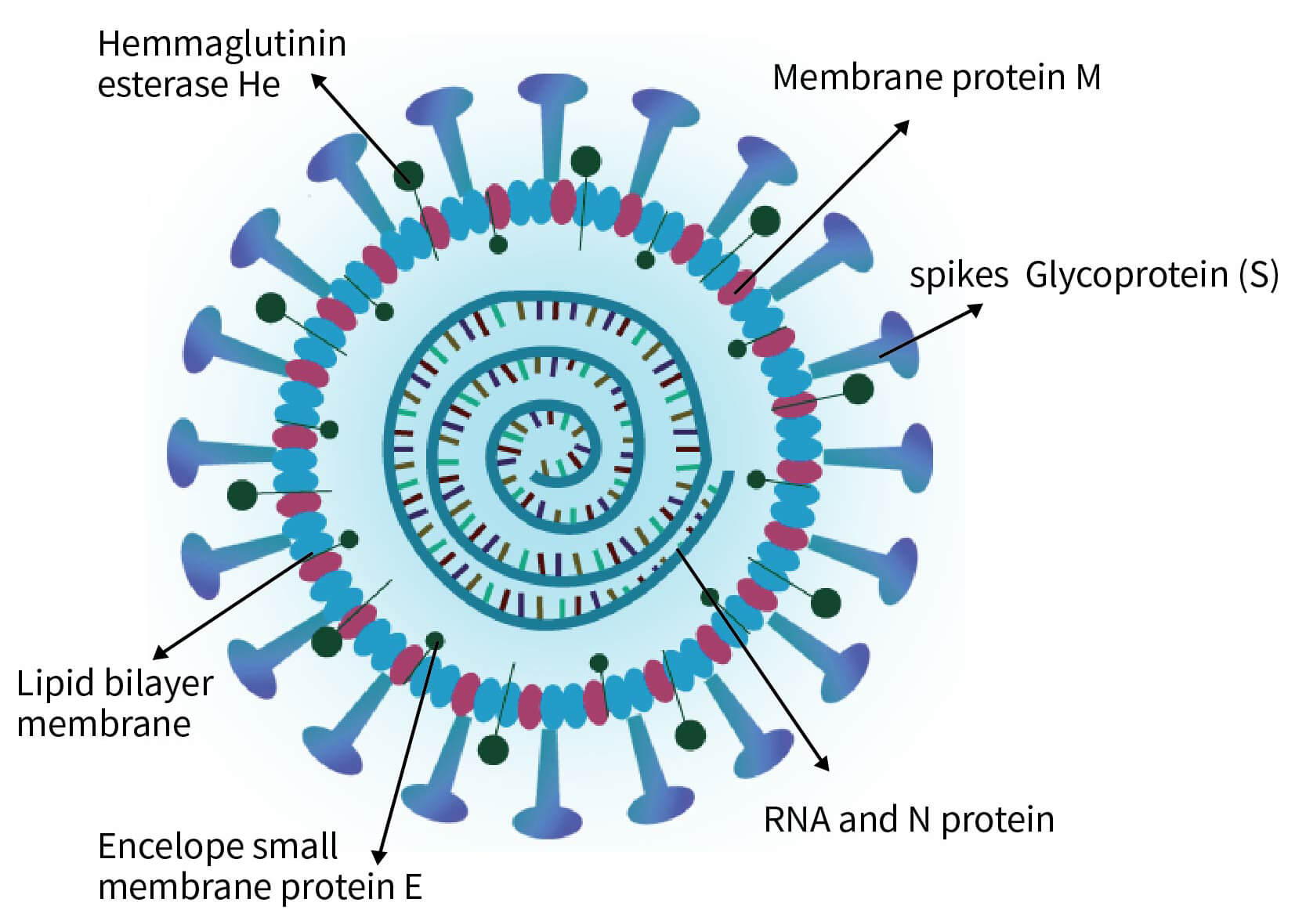2019-nCoV結(jié)構(gòu)圖