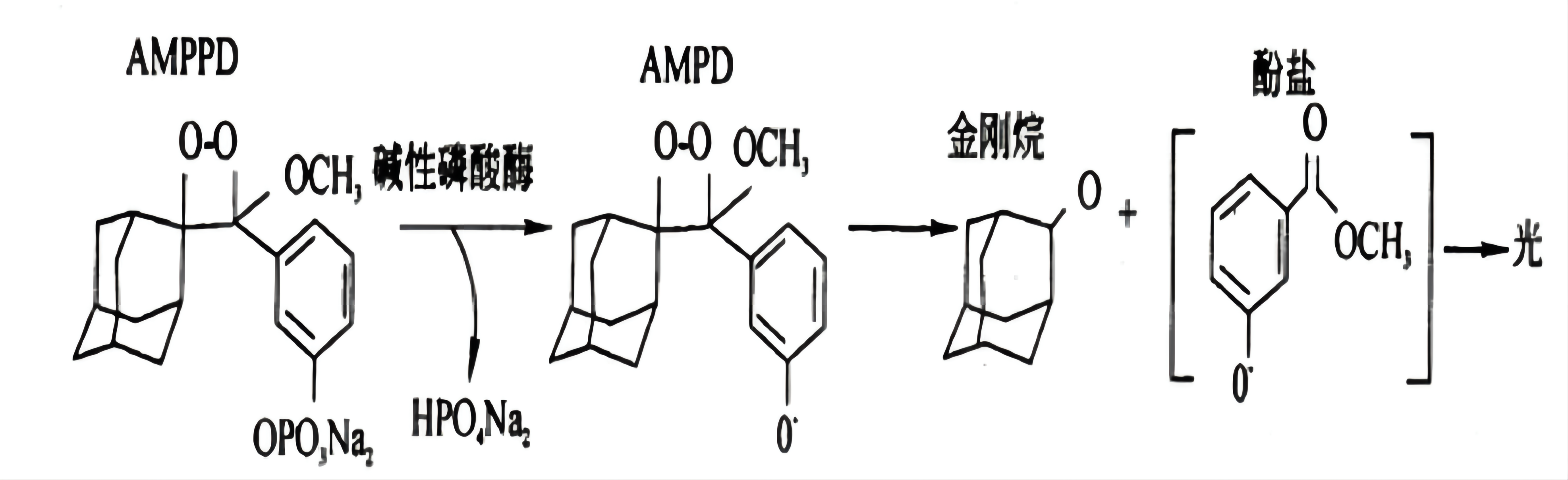 AMPPD發(fā)光原理示意圖