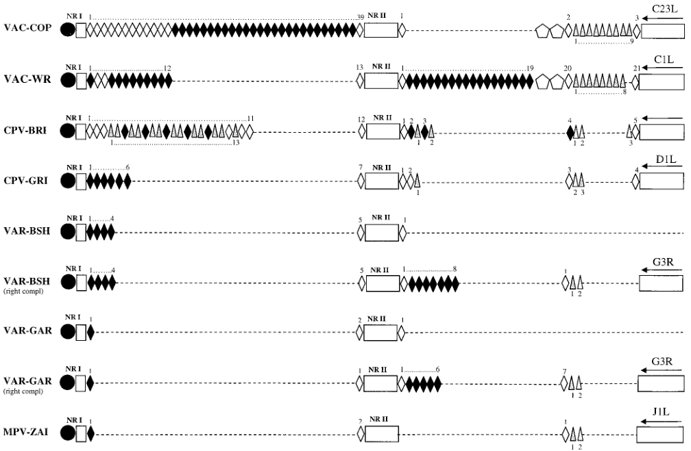 MPV和其他正痘病毒ITR區(qū)域內(nèi)串聯(lián)重復(fù)模式