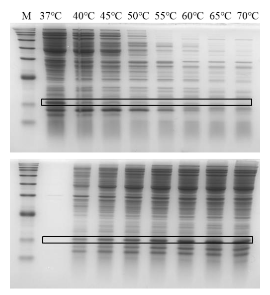 SDS-PAGE分析不同溫度條件下的熱降解檢測