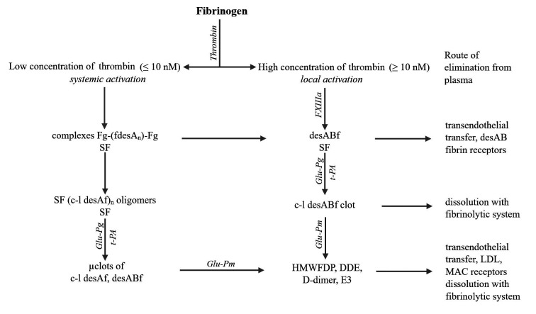 SF、凝塊和聚合纖維片段的形成、溶解及去除方式