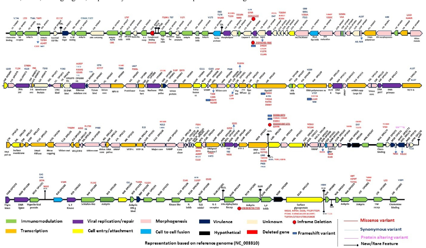 Kamituga MPXV ⅠB進(jìn)化支突變圖譜